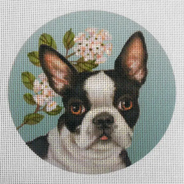 Boston Terrier 3 Options