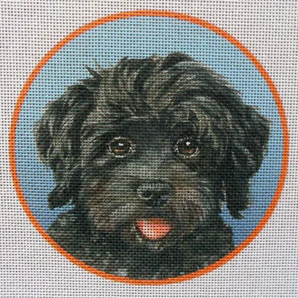 Havanese, Black