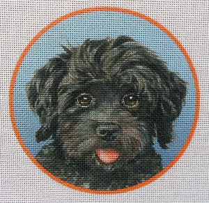 Havanese, Black