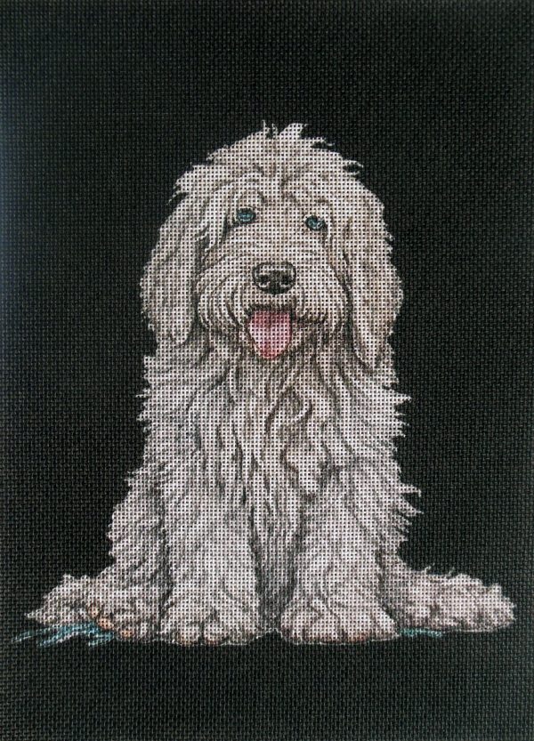 Komondor Pup