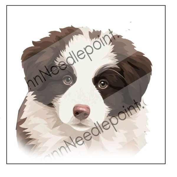 Custom Border Collie