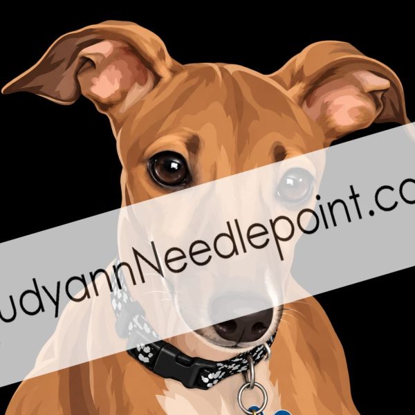 Greyhound for Gaillyn